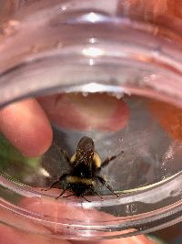 Bombus terricola image