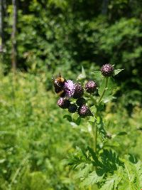 Bombus terricola image