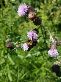 Bombus terricola image