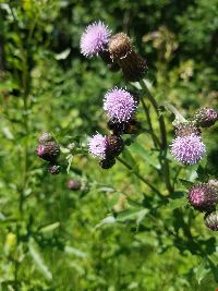 Bombus terricola image