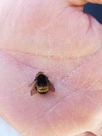 Bombus terricola image