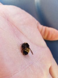 Bombus terricola image