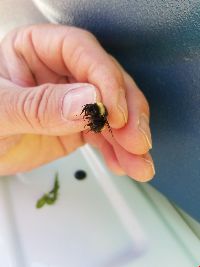 Bombus terricola image