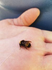 Bombus terricola image