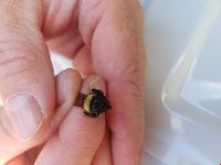 Bombus terricola image