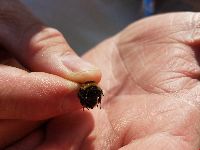 Bombus terricola image