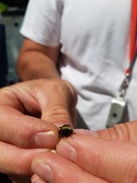 Bombus terricola image