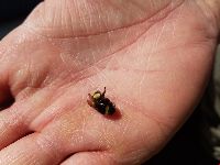 Bombus terricola image