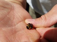 Bombus terricola image