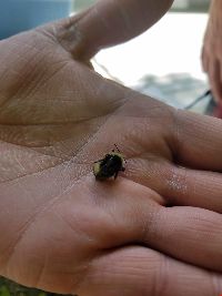 Bombus terricola image
