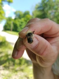 Bombus terricola image