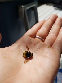 Bombus terricola image