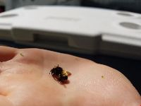 Bombus terricola image