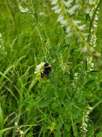 Bombus terricola image