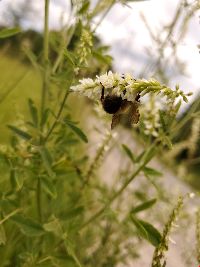 Bombus terricola image