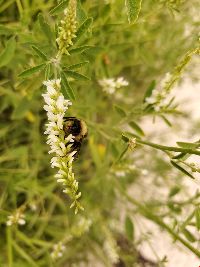 Bombus terricola image