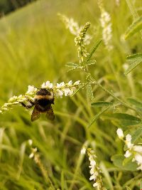 Bombus terricola image