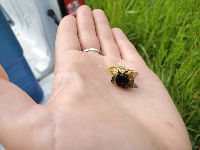 Bombus terricola image