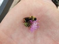 Bombus flavidus image