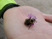 Bombus flavidus image