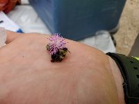 Bombus flavidus image