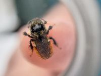 Image Associated With the Occurrence