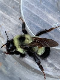 Bombus affinis image