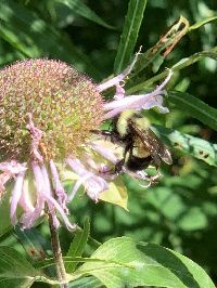 Bombus affinis image