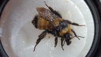 Bombus borealis image