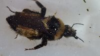 Bombus borealis image