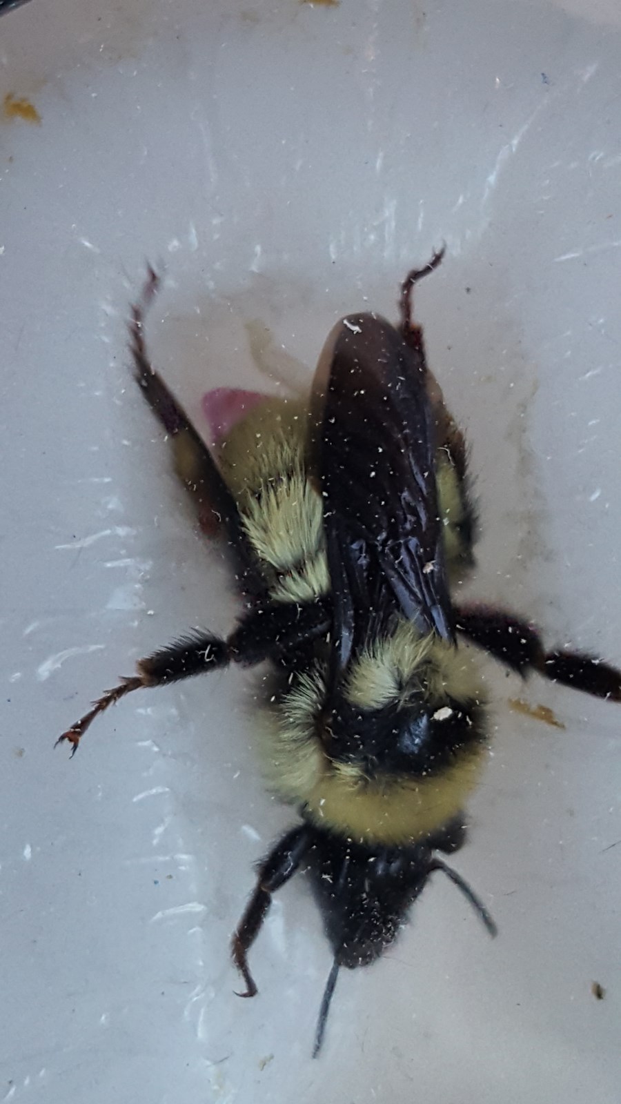 Bombus fervidus image