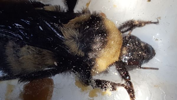Bombus auricomus image