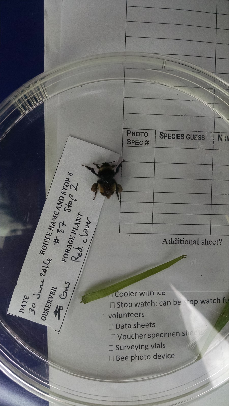 Bombus terricola image