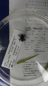 Media resource of Bombus terricola