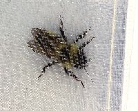 Media resource of Bombus citrinus