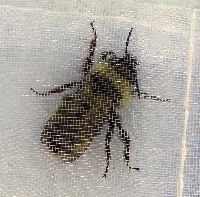 Bombus citrinus image