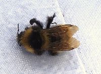 Bombus borealis image