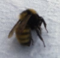 Bombus borealis image