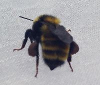 Bombus borealis image