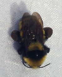 Bombus borealis image