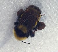 Bombus borealis image