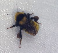 Bombus borealis image