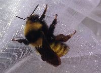 Bombus borealis image
