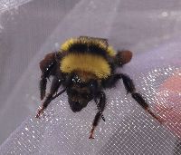 Bombus borealis image