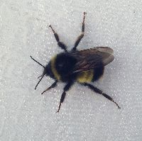 Bombus terricola image