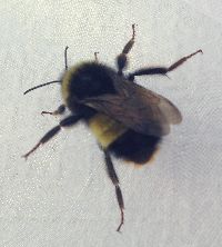 Bombus terricola image