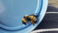 Bombus fervidus image