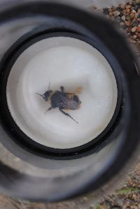 Bombus terricola image