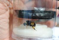 Bombus terricola image