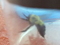 Bombus bimaculatus image